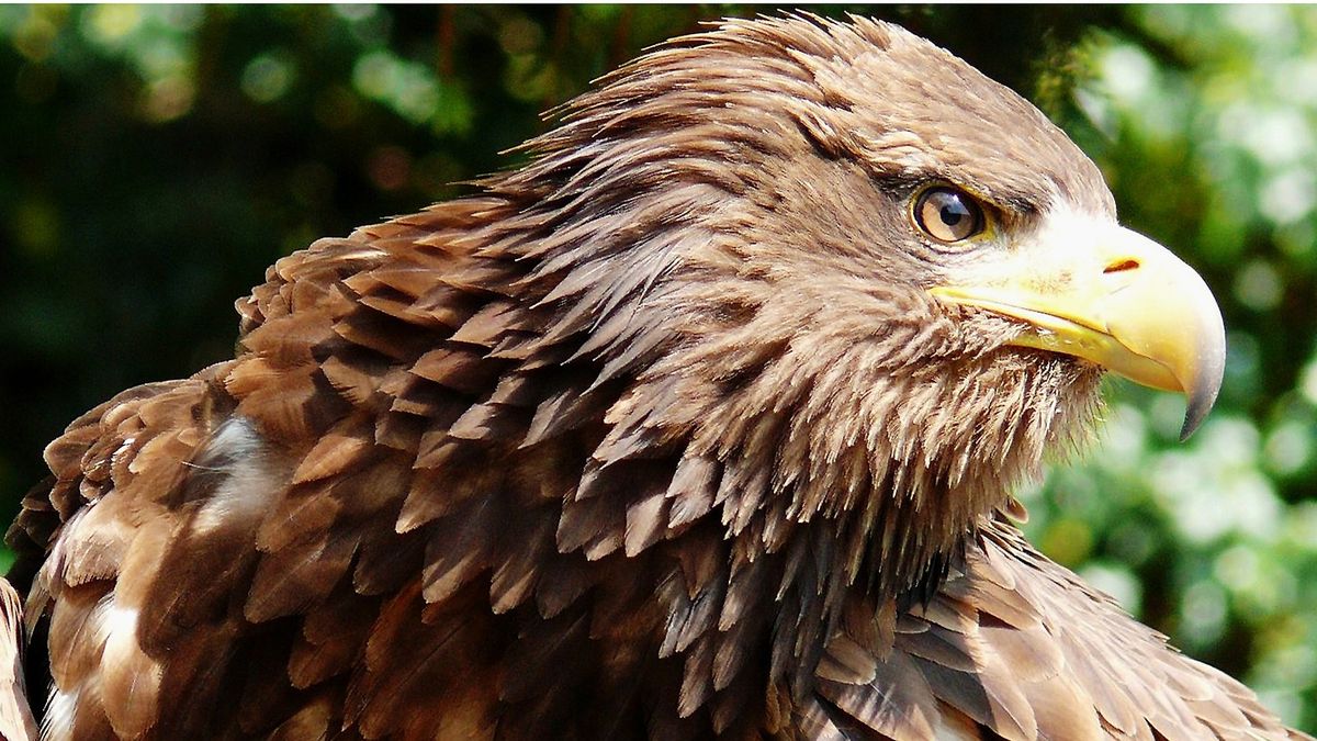 V milovické rezervaci zaznamenali poprvé orla mořského